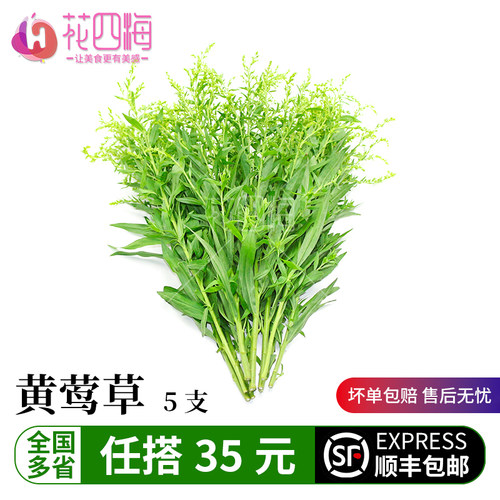 新鲜黄莺 黄莺草 5支 日料西餐酒店餐饮摆盘装饰点缀花草