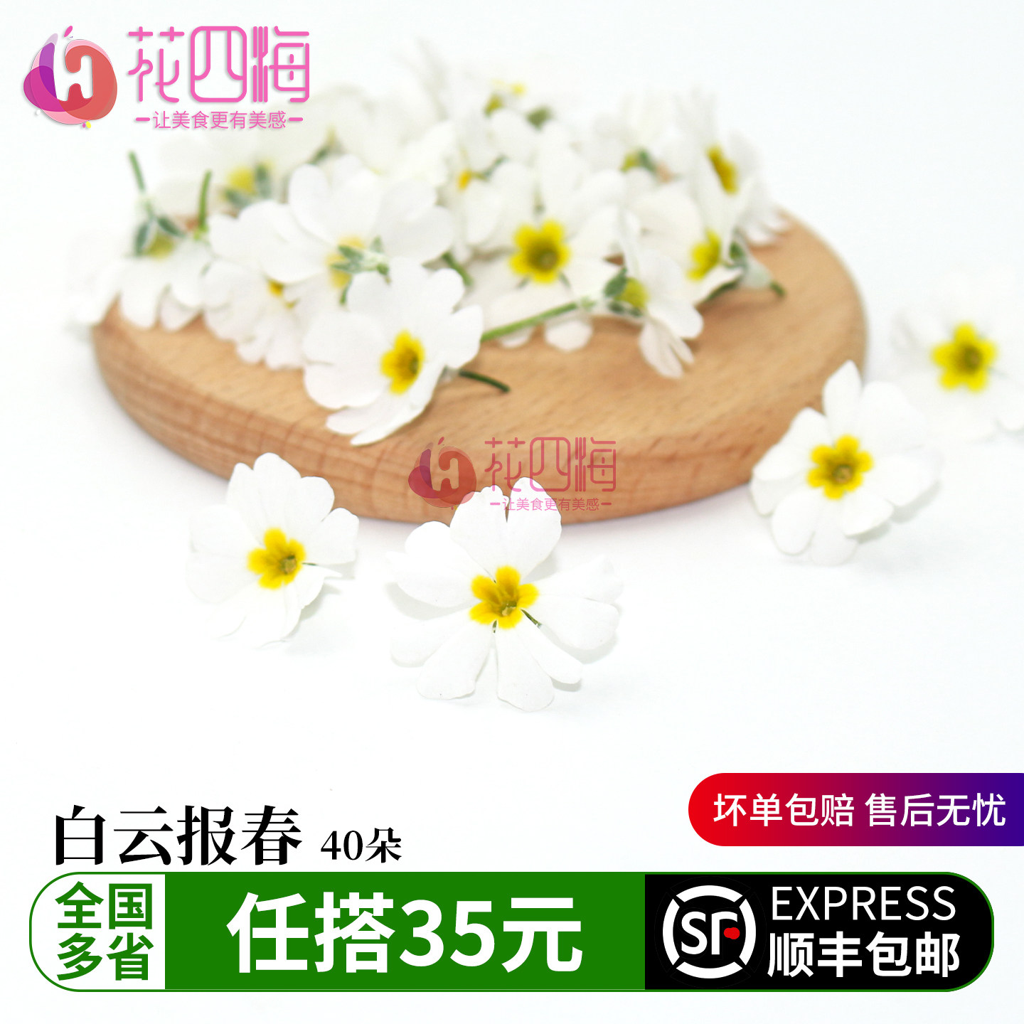 新鲜白云报春花 白色小花 西餐蛋糕烘培调酒菜品摆盘装饰花草点缀