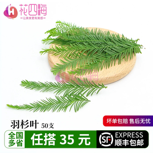 新鲜 羽杉叶 落羽杉叶 酒店西餐冷艺摆盘装饰点缀花草