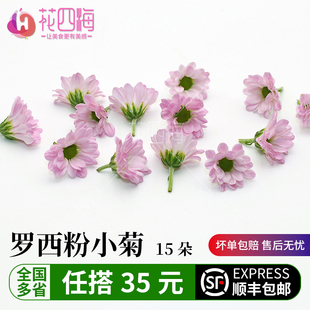新鲜彩菊 罗西粉小菊15朵 日料西餐酒店西餐摆盘装饰点缀花草