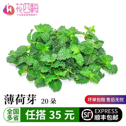 新鲜薄荷叶芽头 20朵 烘焙奶茶西餐摆盘装饰鲜花 蛋糕装饰点缀