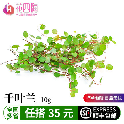 新鲜千叶兰10g长寿藤 吊兰叶子花草酒店餐饮摆盘围盘装饰新鲜采摘