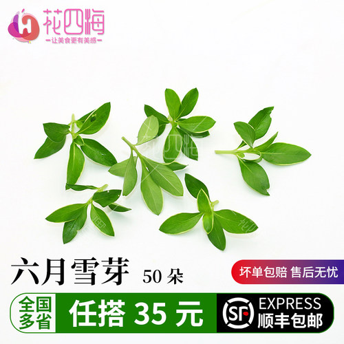 新鲜六月雪芽料理西餐红配摆盘