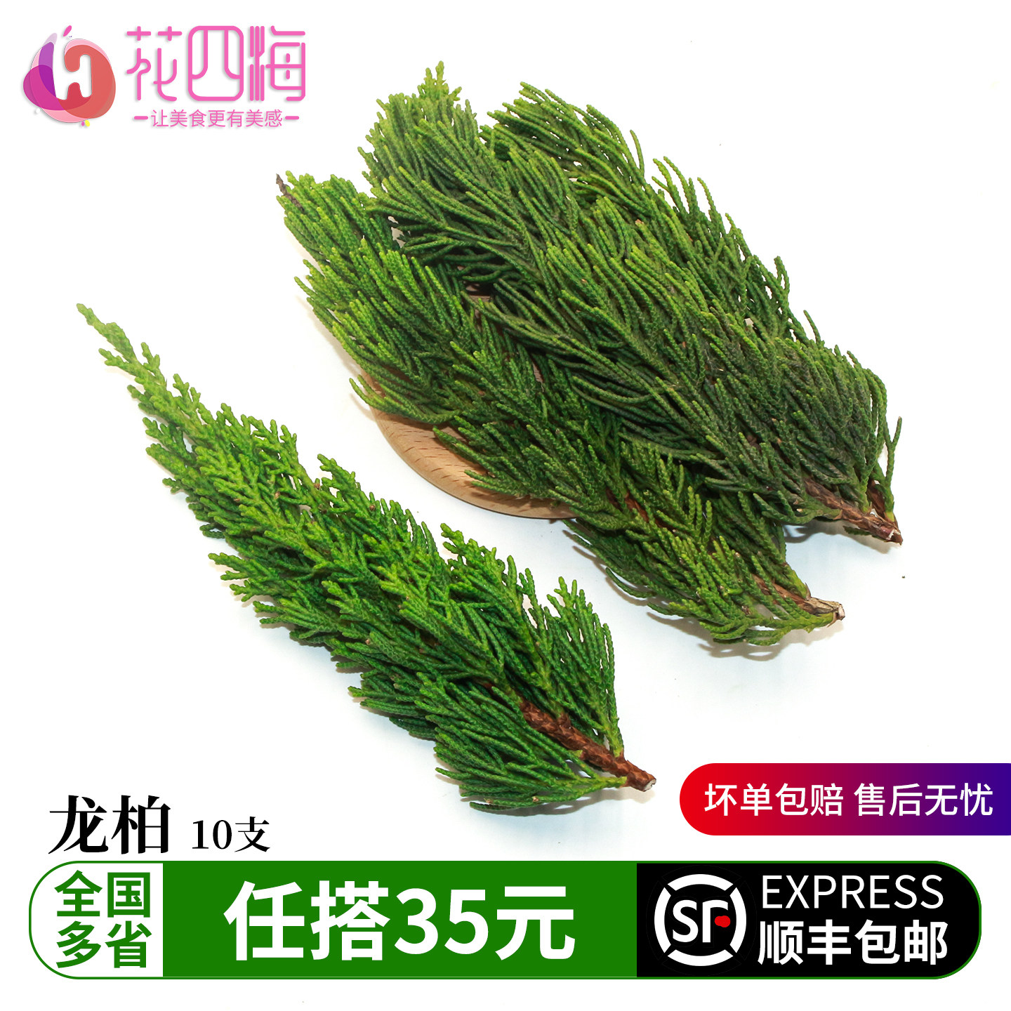 新鲜龙柏松松树叶松枝圣诞松枝日料烘焙蛋糕盘饰西餐摆盘装饰花草