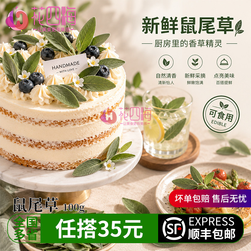 新鲜鼠尾草 可食用烹饪香草蛋糕装饰 薄荷莳萝荷兰芹玫瑰烘焙摆盘