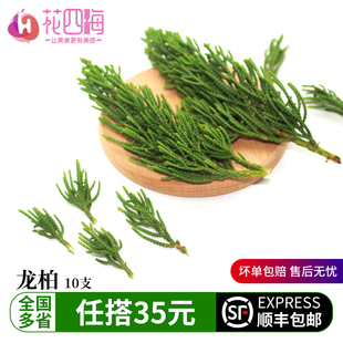 新鲜龙柏松松树叶松枝圣诞松枝日料烘焙蛋糕盘饰西餐摆盘装饰花草