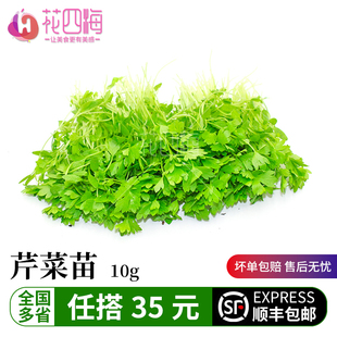 新鲜芹菜苗 香芹苗 三叶香 可食用芽苗菜 10g 酒店西餐摆盘装饰