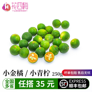 小青桔250g金桔新鲜青柠檬青柑皮薄应季当季水果柠檬新鲜金橘