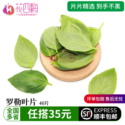 新鲜罗勒叶片 金不换叶片 日料烘焙蛋糕盘饰西餐摆盘装饰花草点缀