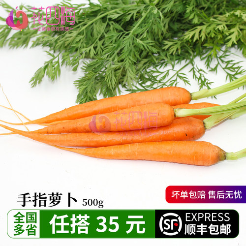 新鲜手指胡萝卜带叶500g 迷你胡萝卜蔬菜沙拉酒店餐饮摆盘装饰菜