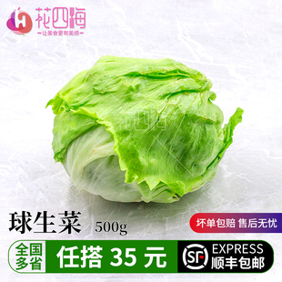 新鲜球生菜500g 西生菜汉堡用圆生菜1斤西餐沙拉色拉火锅食材蔬菜