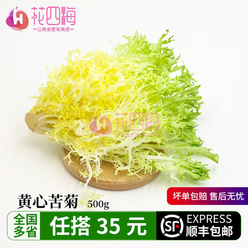 新鲜黄心苦菊250g 现摘嫩叶狗牙生菜 黄九芽微苦回甘轻食沙拉配菜