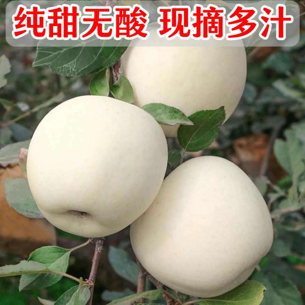 【纯甜礼盒装】山东新鲜奶油白苹果牛奶脆甜明月苹果新鲜现摘现发,水产肉类/新鲜蔬果/熟食,苹果,淘宝优惠券,粉丝福利购,淘宝优惠卷