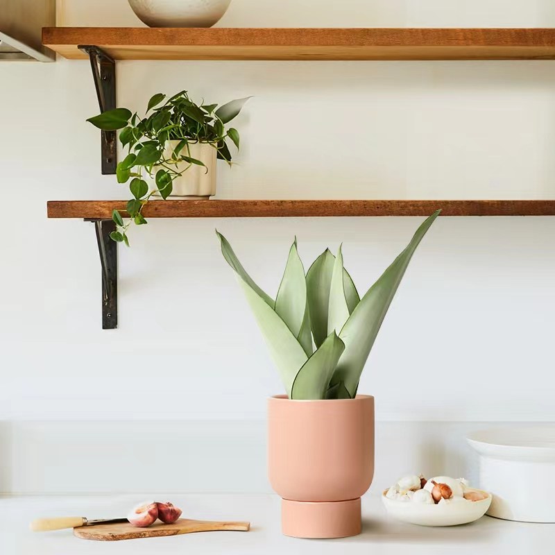 白玉虎皮兰盆栽桌面办公室内植物富贵竹客厅芦荟好养小绿植虎尾兰