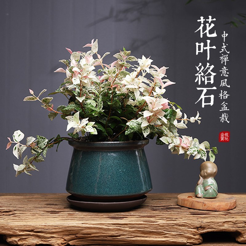 花叶络石植物五彩垂吊盆栽室内阳台窗台好养易护观叶绿植耐寒耐热