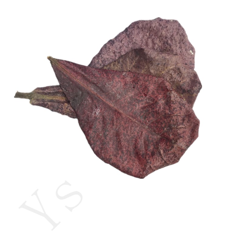 泰国斗鱼榄仁叶水族箱鱼缸乌龟缸PH值调节剂热带小型鱼懒人叶包邮