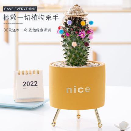 仙人球组合套餐开花仙人掌植物盆栽小礼物宿舍花卉桌面绿植多肉花