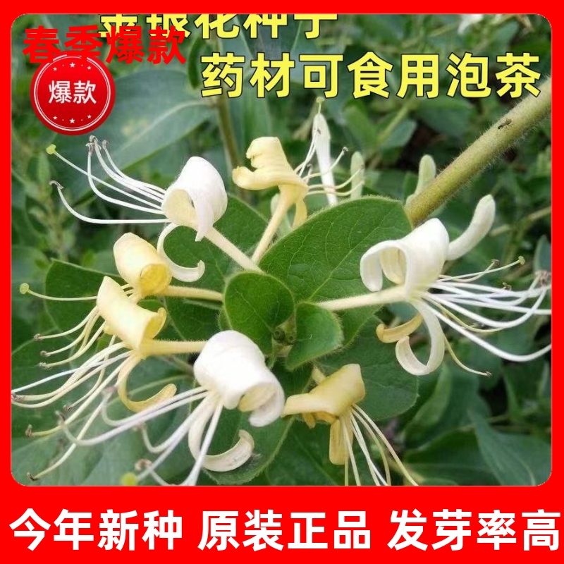 金银种籽四季可种植中药材可食用泡茶花种子忍冬药用植物花卉种子