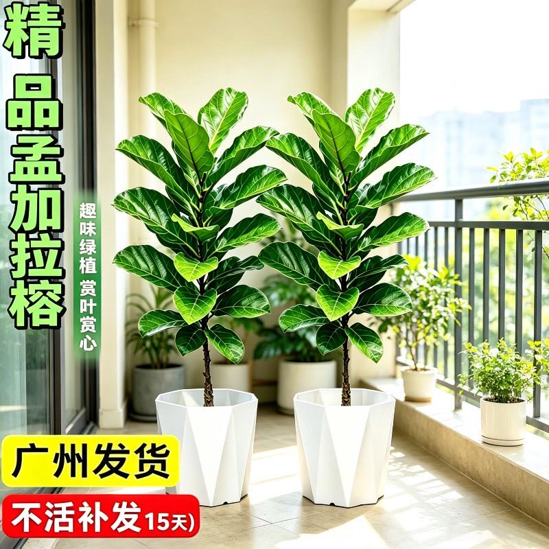 孟加拉榕盆栽老桩客厅室内大型绿植琴叶榕大型好养吸甲醛聚宝招财