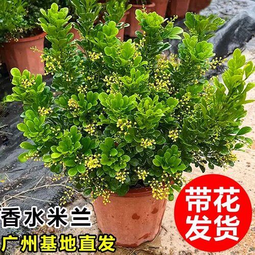 香水米兰花盆栽带花苞四季好养绿植花卉阳台庭院盆景清香植物花卉
