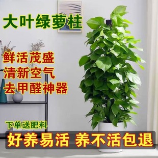 大叶绿萝柱懒人办公开业乔迁新居玄关盆栽藤蔓四季 好养大盆栽植物