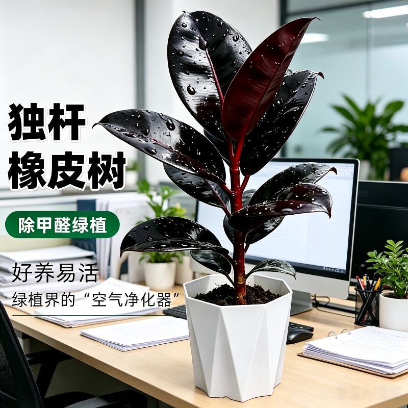 大叶橡皮树黑金刚盆栽招财吸甲醛植物室内客厅绿植净化空气好耐养