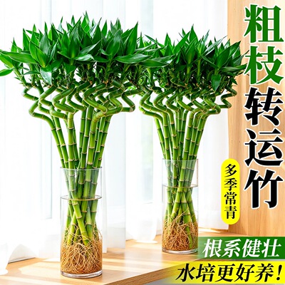 带根转运竹水培富贵竹植物开运竹水养客厅弯竹子盆栽招财室内植物