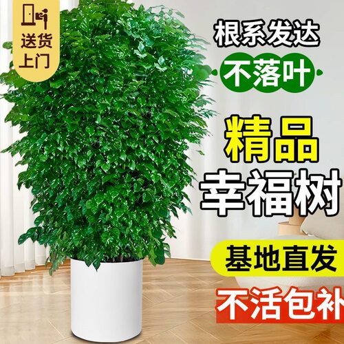 幸福树客厅盆栽棒棒糖单杆绿植四季常青盆栽净化空气大型室内绿植