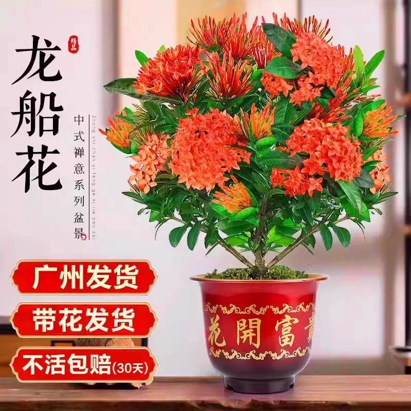 龙船花盆栽带花苞老桩适合懒人养的花卉室外耐寒耐热四季开花植物