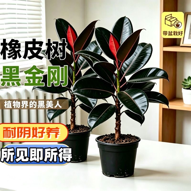 黑金刚橡皮树客厅绿植高级感大盆栽植物轻奢办公室内落地高端好养
