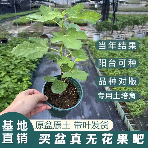 无花果花卉绿植盆栽苗阳台花卉庭院可以食用吃好养牛奶草莓带果