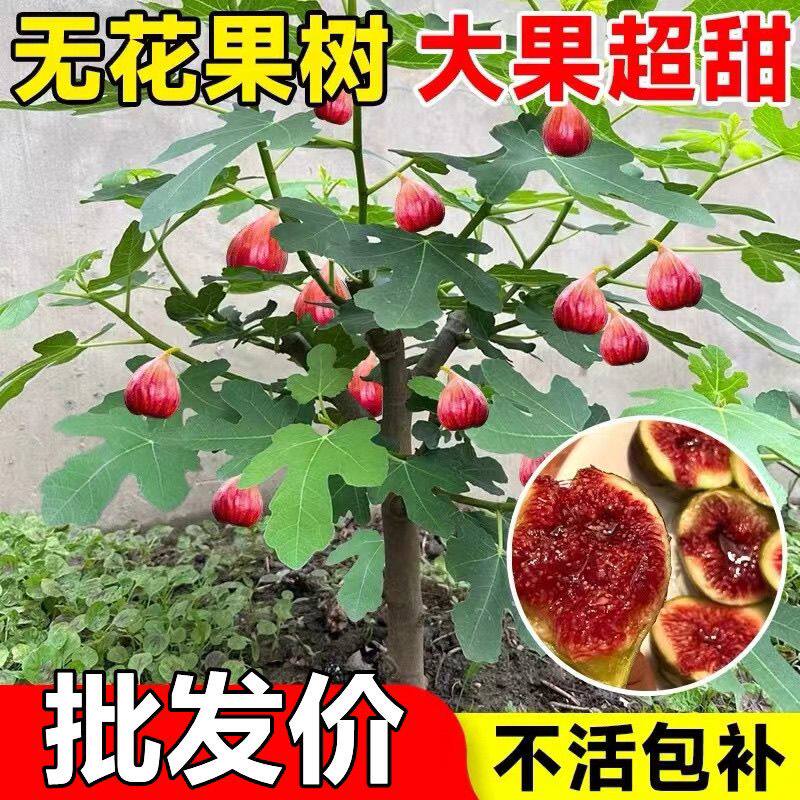 无花果花卉绿植盆栽苗懒人阳台花卉庭院可以食用好养绿植清仓盆栽