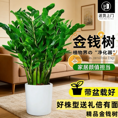 金钱树盆栽植物室内大绿植钱串子招财客厅四季常青发财树盆景