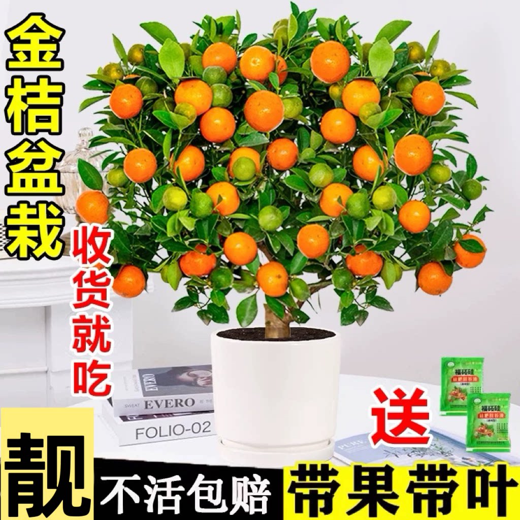 金桔树盆栽植物室内客厅阳台可食用带果招财花卉绿植盆景四季好养