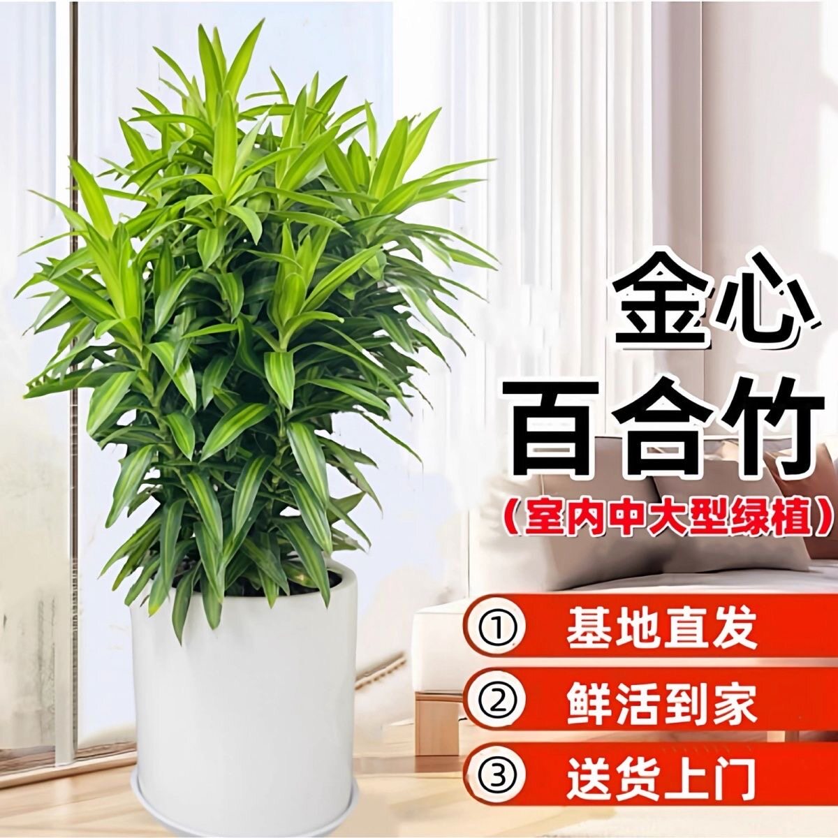 金心百合竹室内客厅真绿植盆栽客厅阳台四季好养小苗庭院种植优选