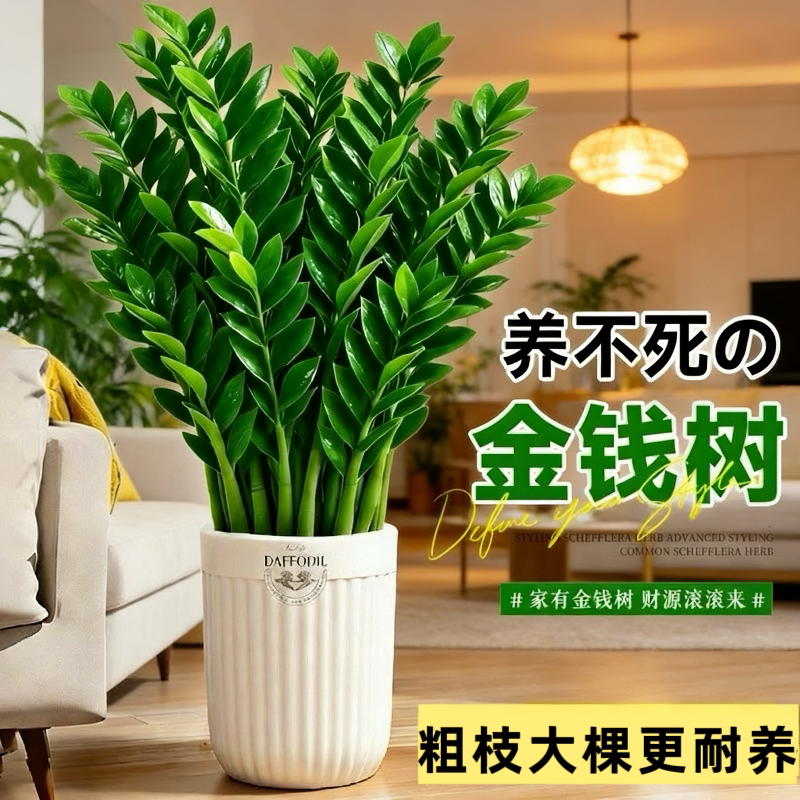大盆金钱树盆栽植物室内客厅好养办公室绿植大型钱串子招财发财树
