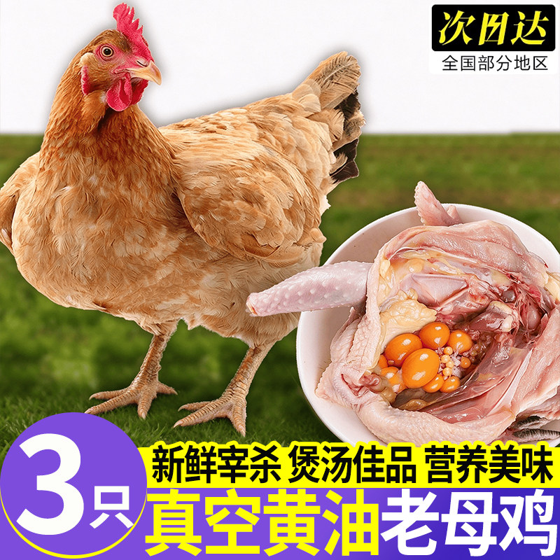 农家散养走地老母鸡整只新鲜现杀