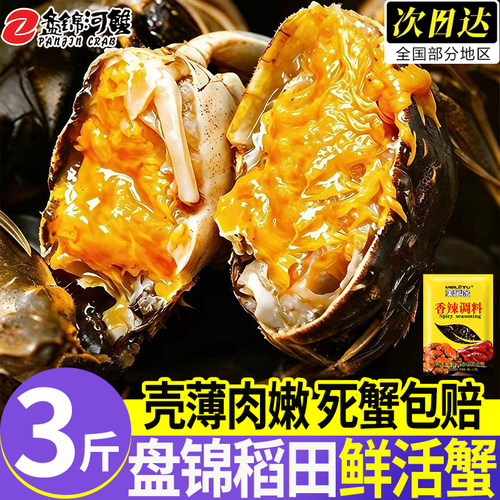 盘锦鲜活六月黄大闸蟹顺丰直发