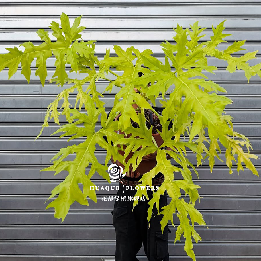 黄金春羽蔓绿绒小天使桌面羽裂叶室内网红新手植物阳台春羽盆栽