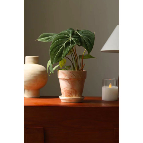 明脉蔓绿绒Philodendron Gloriosum 镭射纹网红绿植氛围感丝绸叶