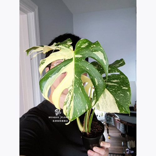 网红洒金龟背竹水培耐活室内阳台