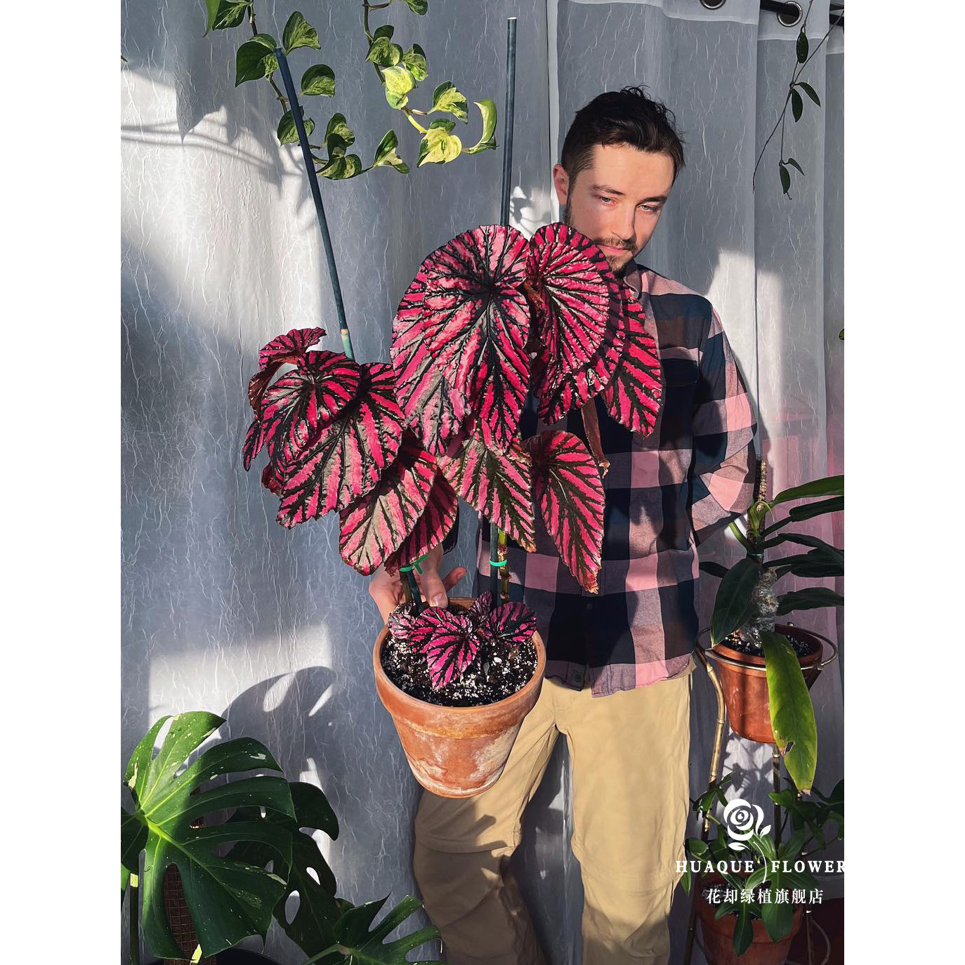 红纹秋海棠 Begonia brevirimosa室内水培观叶植物鳟鱼秋海棠阳台