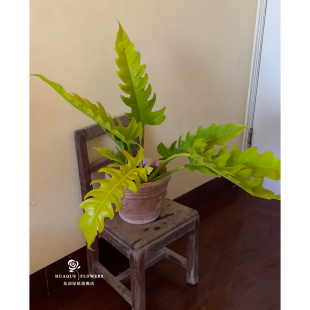 黄金火之戒蔓绿绒Philodendron Ring黄金春羽耐活高级阳台 Narrow