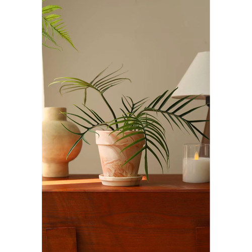 鱼骨蔓绿绒PhilodendronTortum净化空气 网红植物高级氛围感