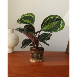 彩虹竹芋盆栽类观叶花卉室内客厅四季常青好养易活花苗耐阴花卉