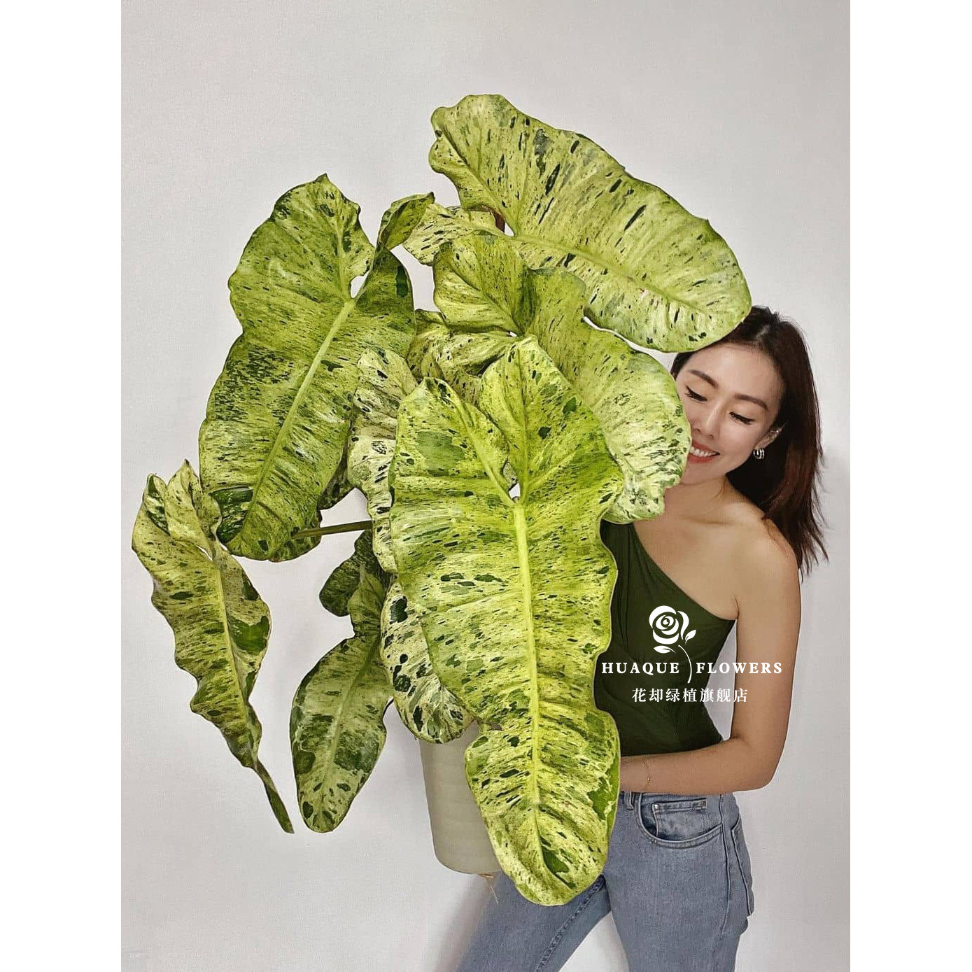 绿天堂蔓绿绒桌面迷彩叶爬藤植物客厅锦化叶盆栽松染暴风雪海芋