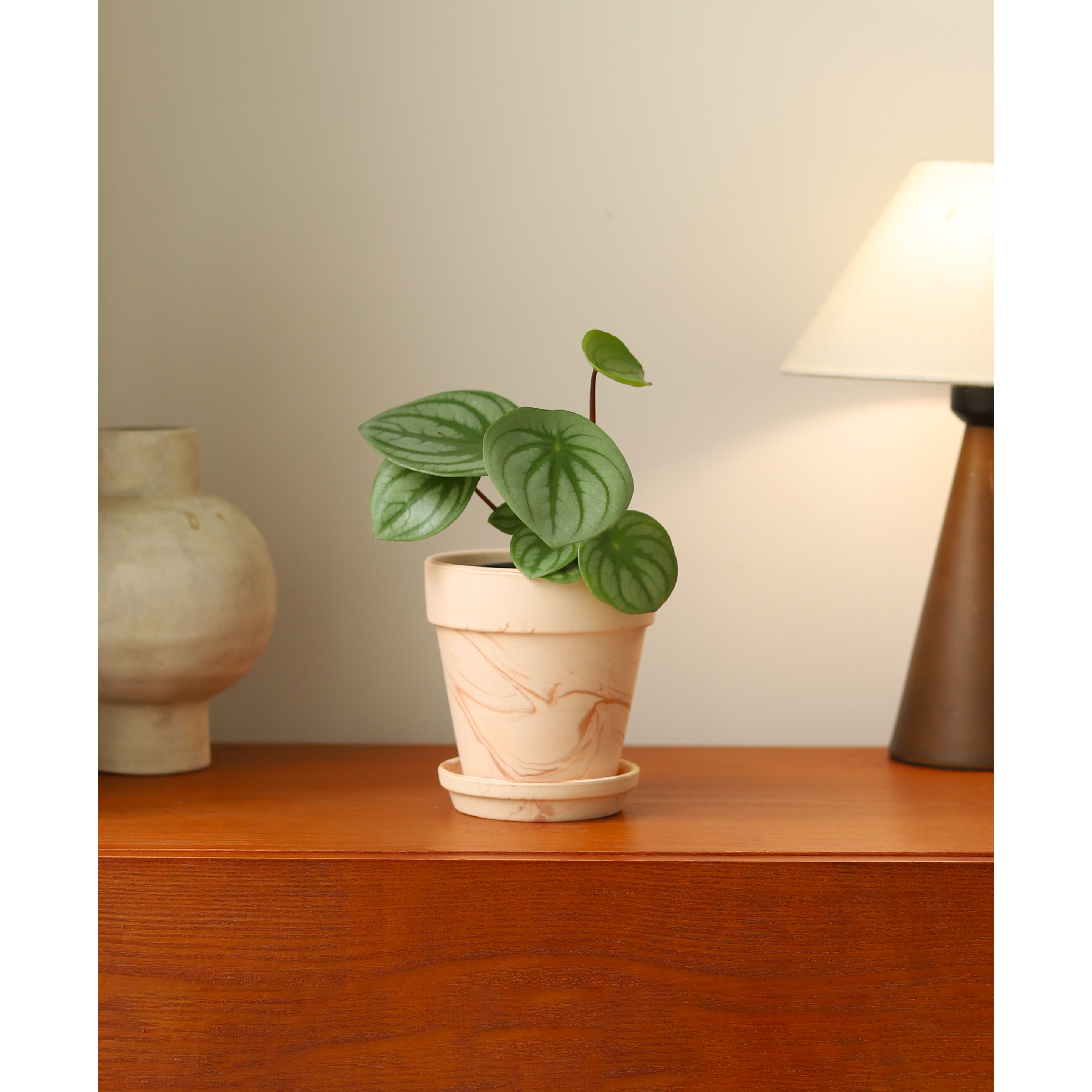 麒麟瓜室内趣味小众植物