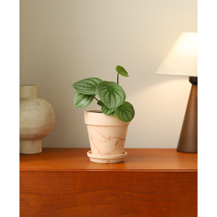 麒麟瓜椒草西瓜皮椒草盆栽 ins北欧绿植 桌面小植物圆叶小清新