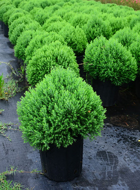 皮球柏苔米园艺花园花镜多年生耐寒耐热常绿植物庭院阳台花卉