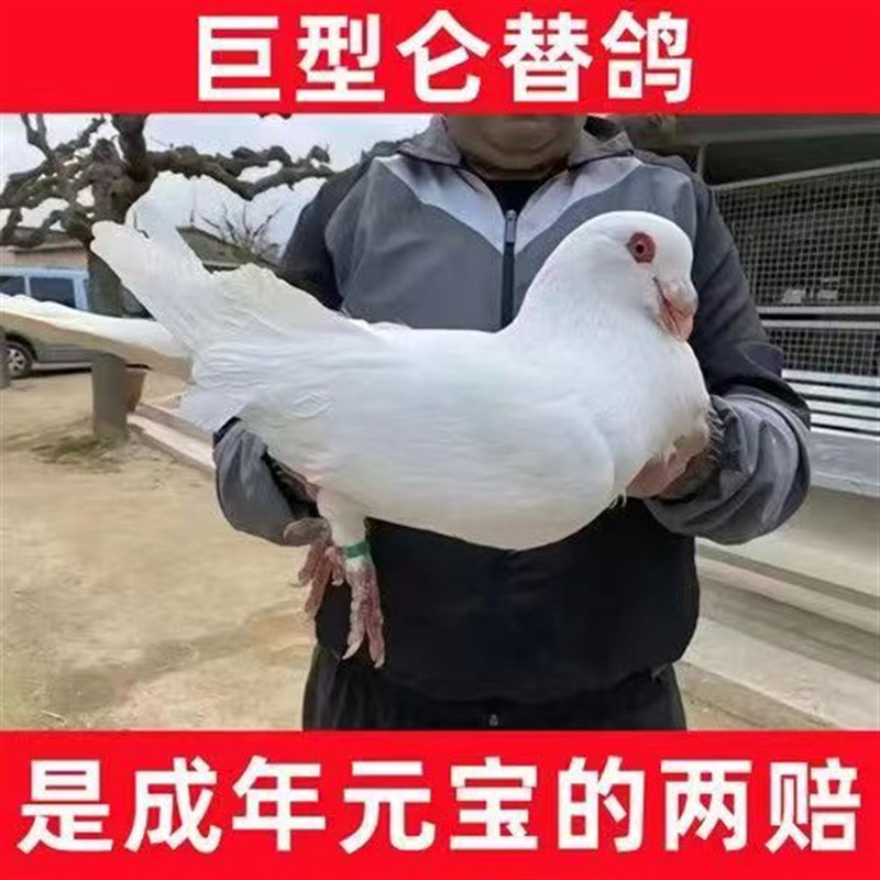 鸽子活一对外系巨型仑o替鸽 超大体型元宝鸽肉鸽仑替鸽包下蛋繁殖